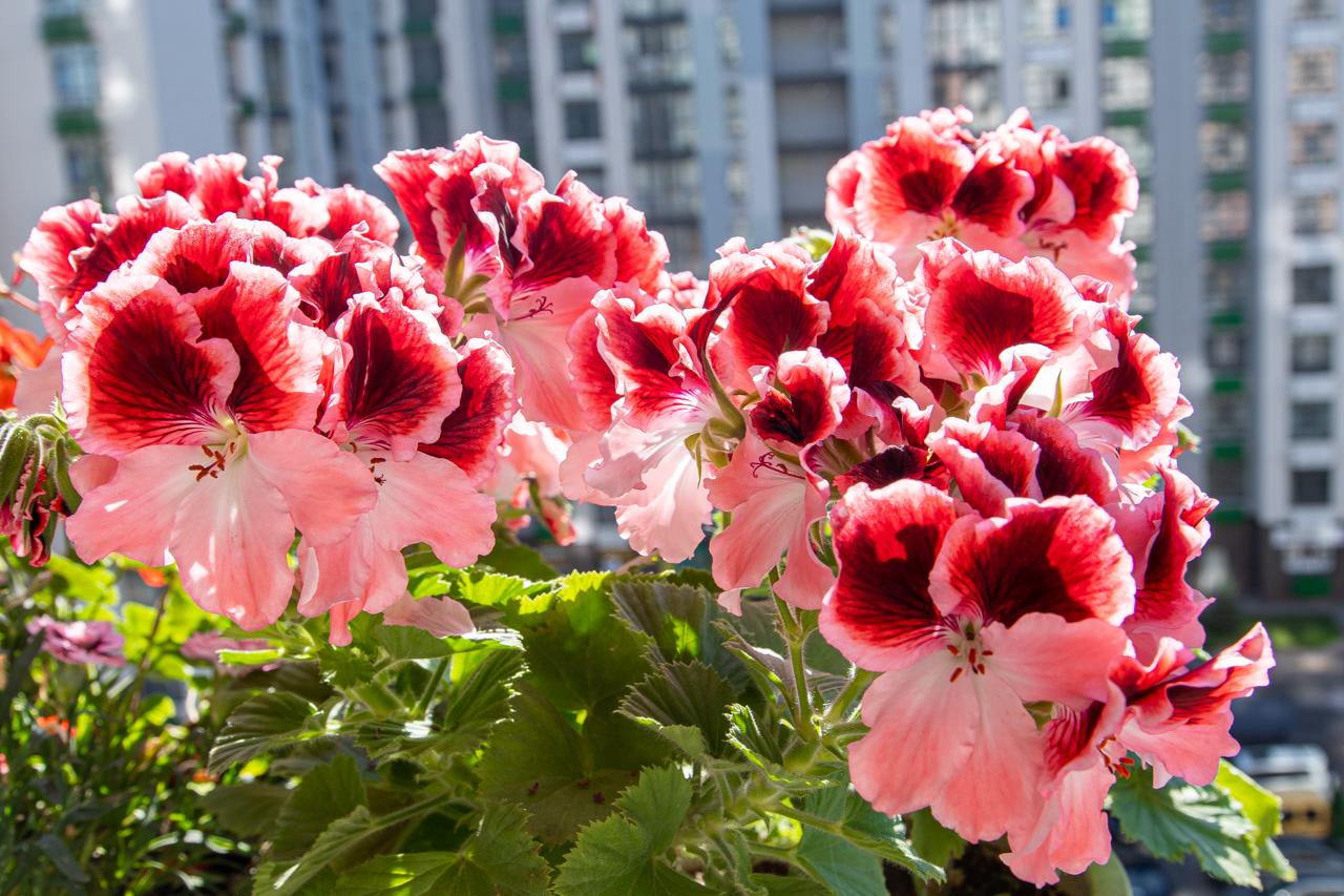 Alles über Geranien Pflege, Tipps für mehr blühende Pelargonien